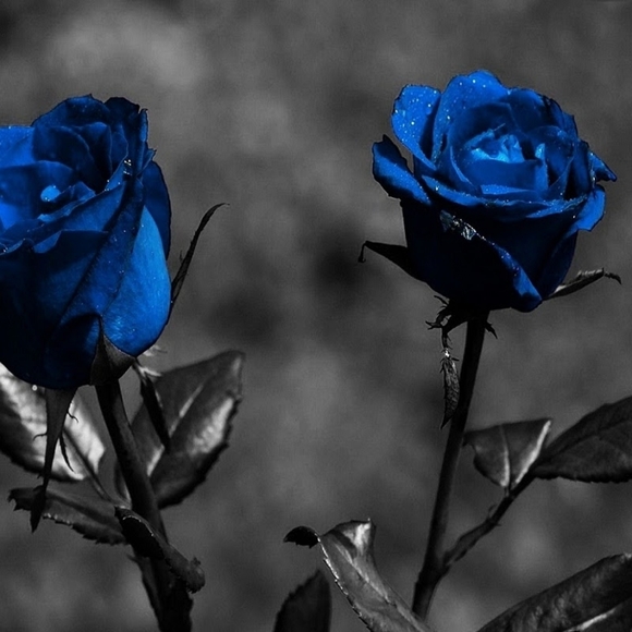 Meet your Posher, Nikki - Picture 3 of 4